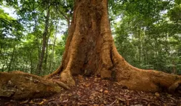Trilha do Visgueiro Trilha do Visgueiro