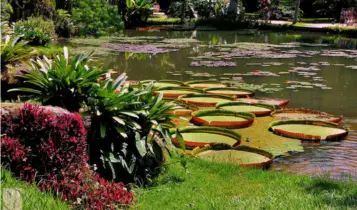 Jardim Botânico