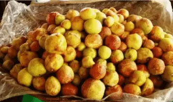 Mangaba Mangaba
