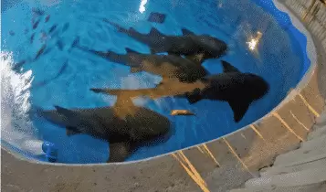 Oceanário de Aracaju Oceanário de Aracaju